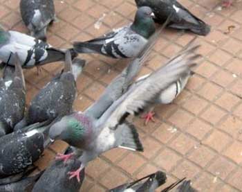 Advierten que contacto con excrementos de palomas y otras aves puede representar riesgos para la salud