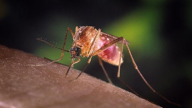 El virus del Nilo mata a 27 personas en el sur de los Estados Unidos