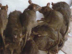 Nueva York: Pendientes de los «ocho millones de ratas»