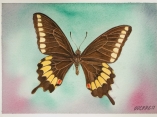 Las mariposas de  Antonio Guerrero