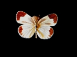 Eurema Lucina