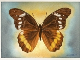 Las mariposas de  Antonio Guerrero